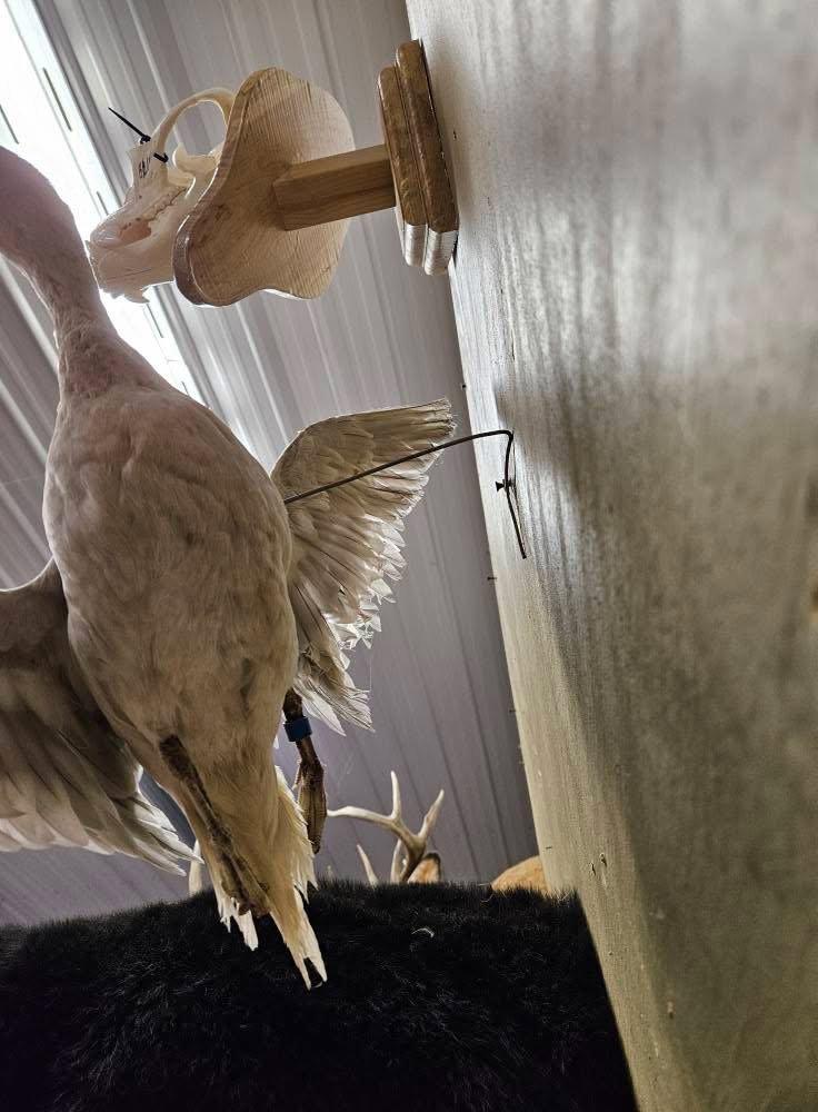 I have some farm raised bird mounts for sale.