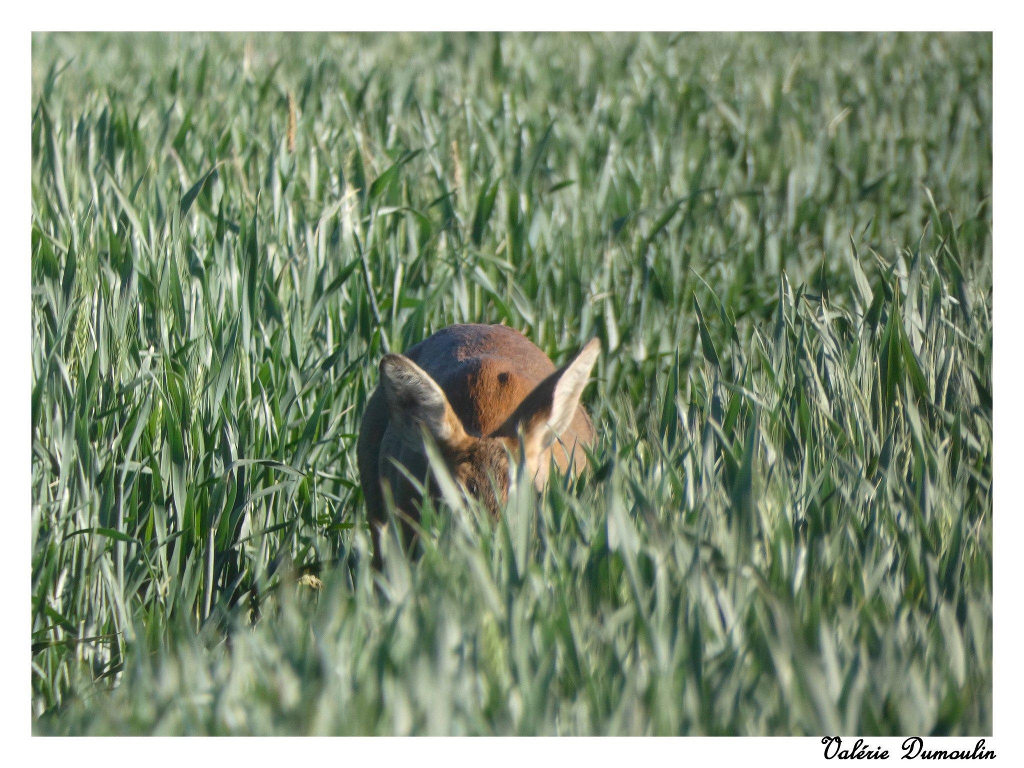 Mes toutes premières photos animalières avec encore mon 1er appareil tout simple , un bridge , sans objectifs interchangeables , juste un zoom.