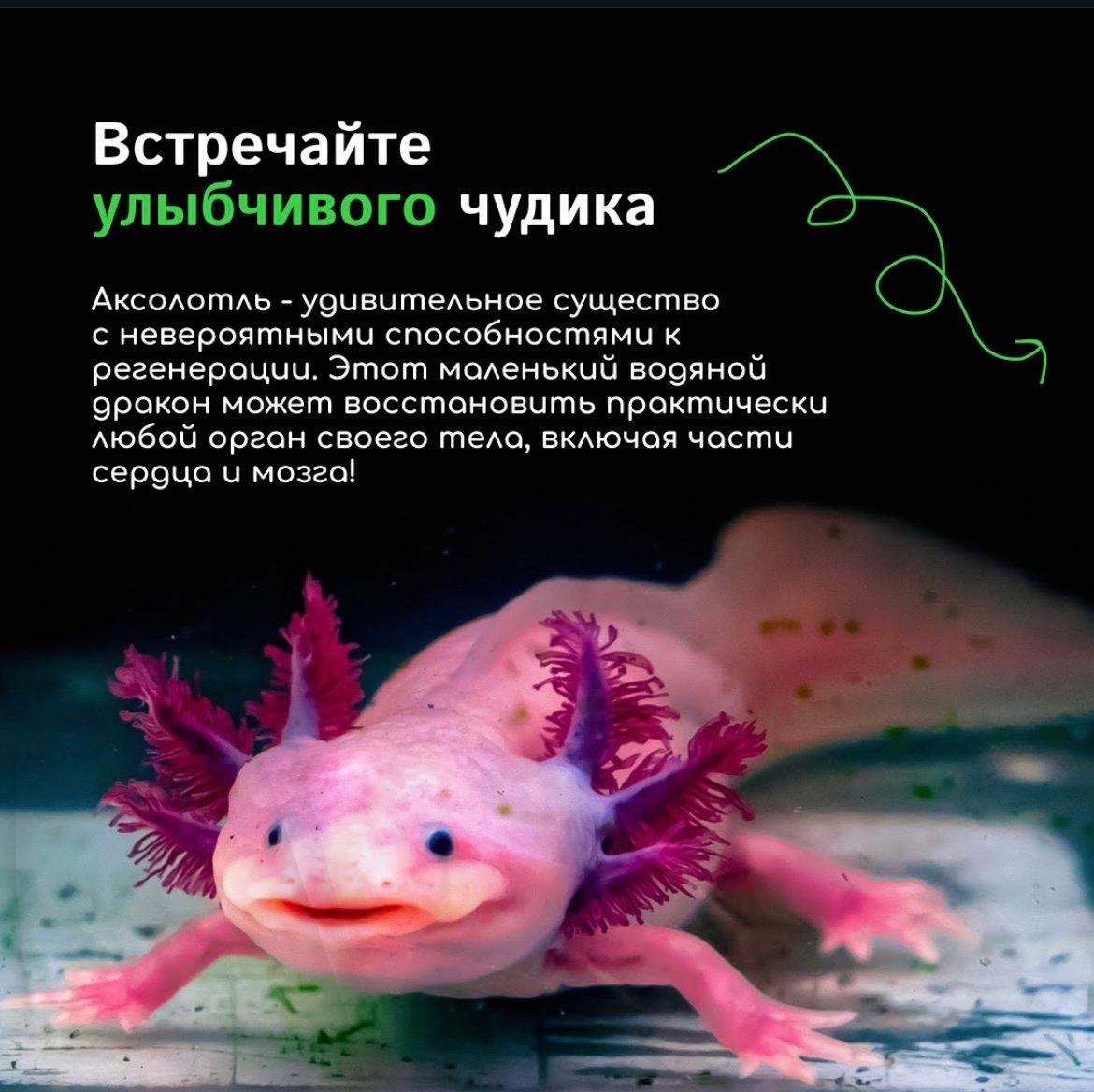 y Если бы в мире существовал конкурс на самое очаровательное существо с суперспособностями, аксолотль определенно взял бы главный приз.