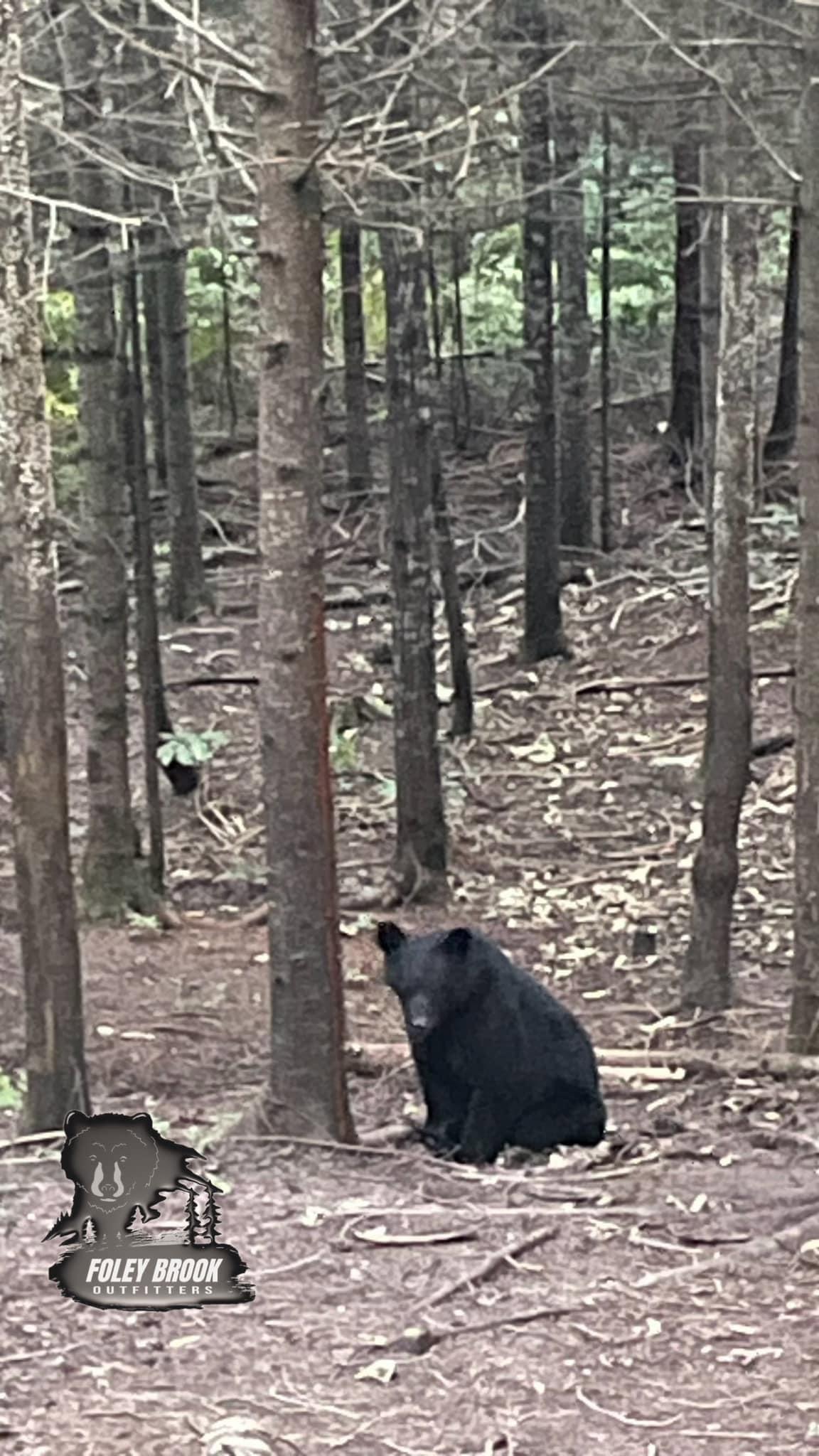 Foleybrook Outfitters still have four spots available for their Spring Black Bear hunt in New Brunswick, Canada in 2024