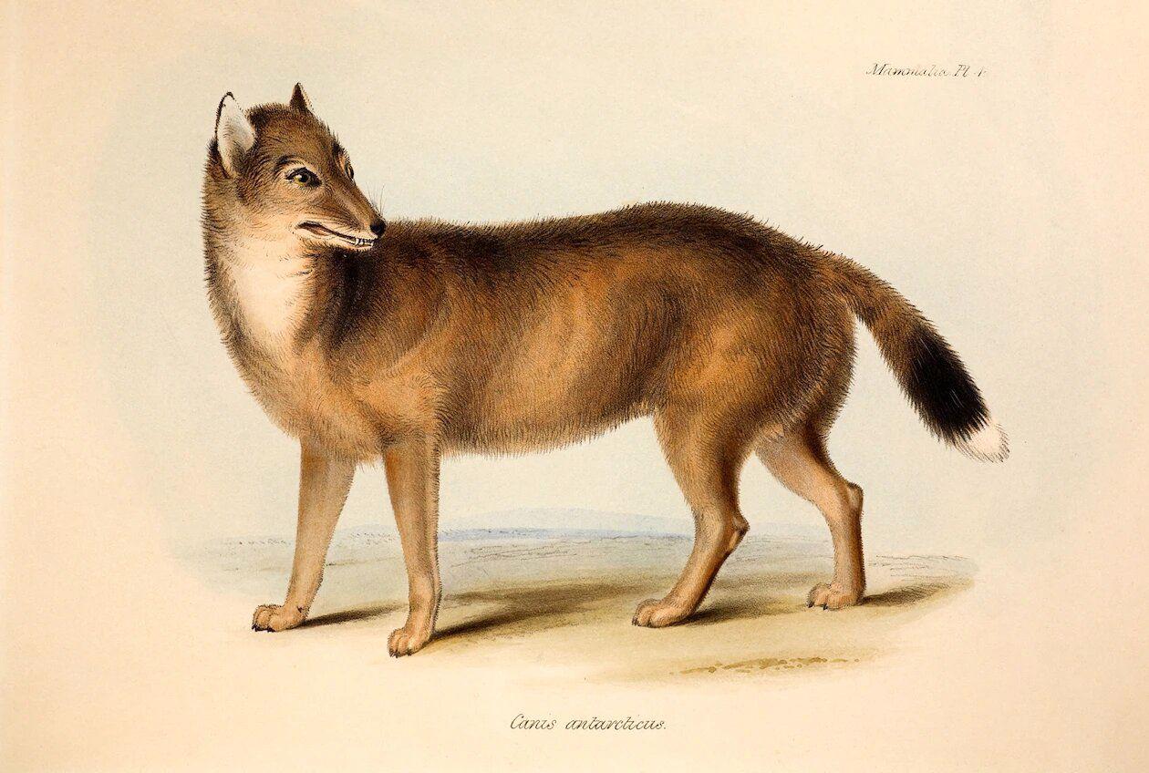 New clues may explain the mysterious origins of the Falklands wolf