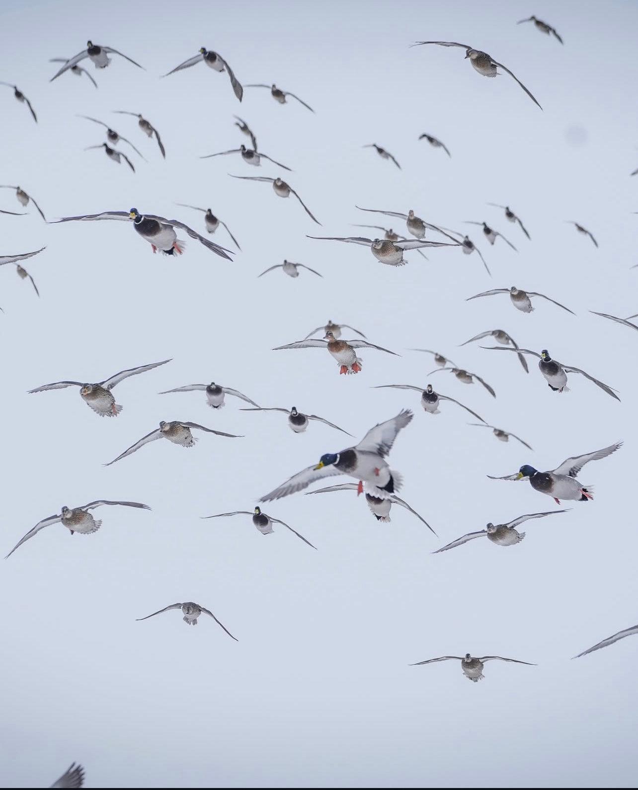 Duck Hunting Methods in Morocco: Field-Proven Techniques, Regional Strategies & Dog Work 🦆