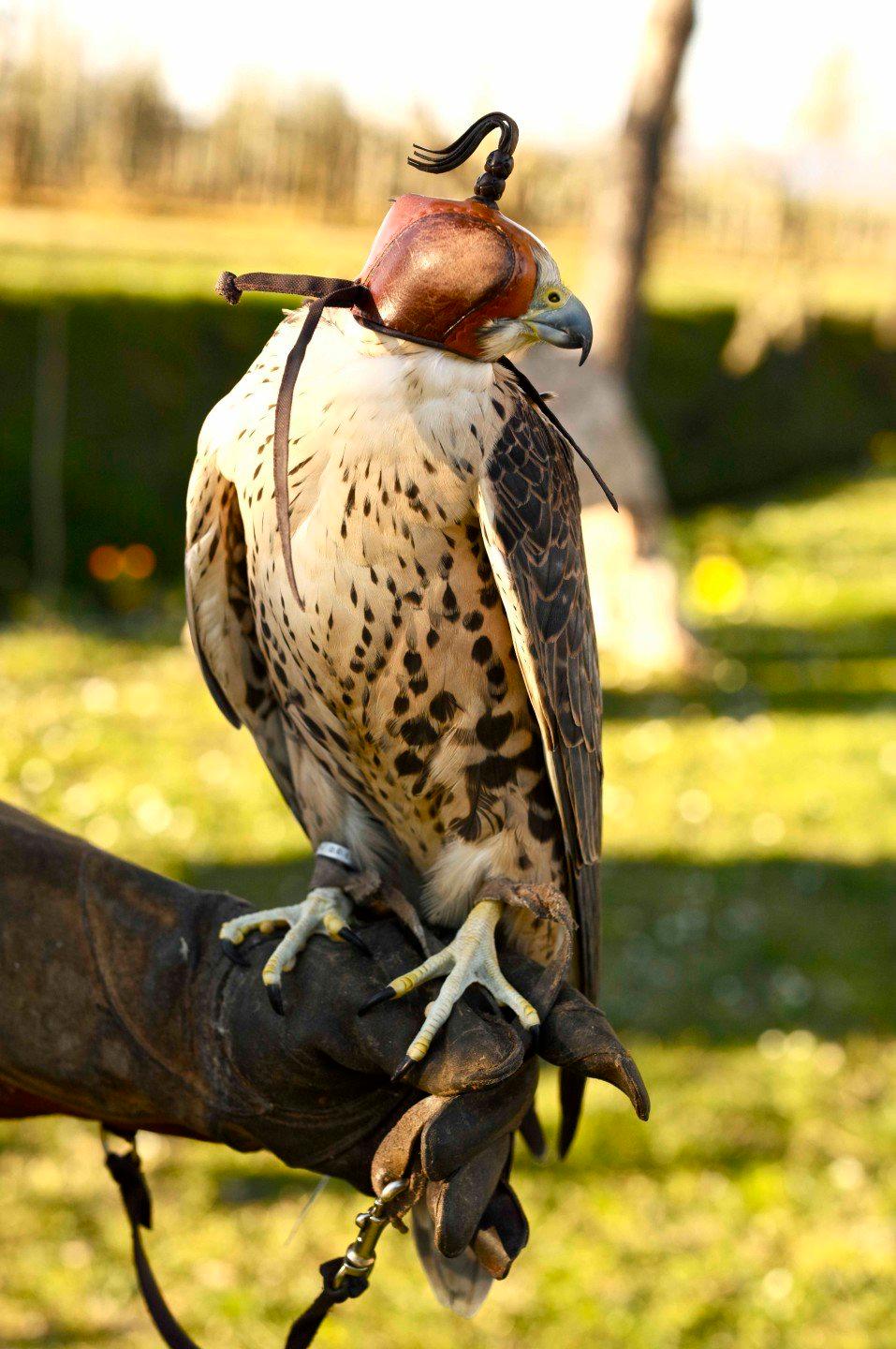 What Is Falconry?