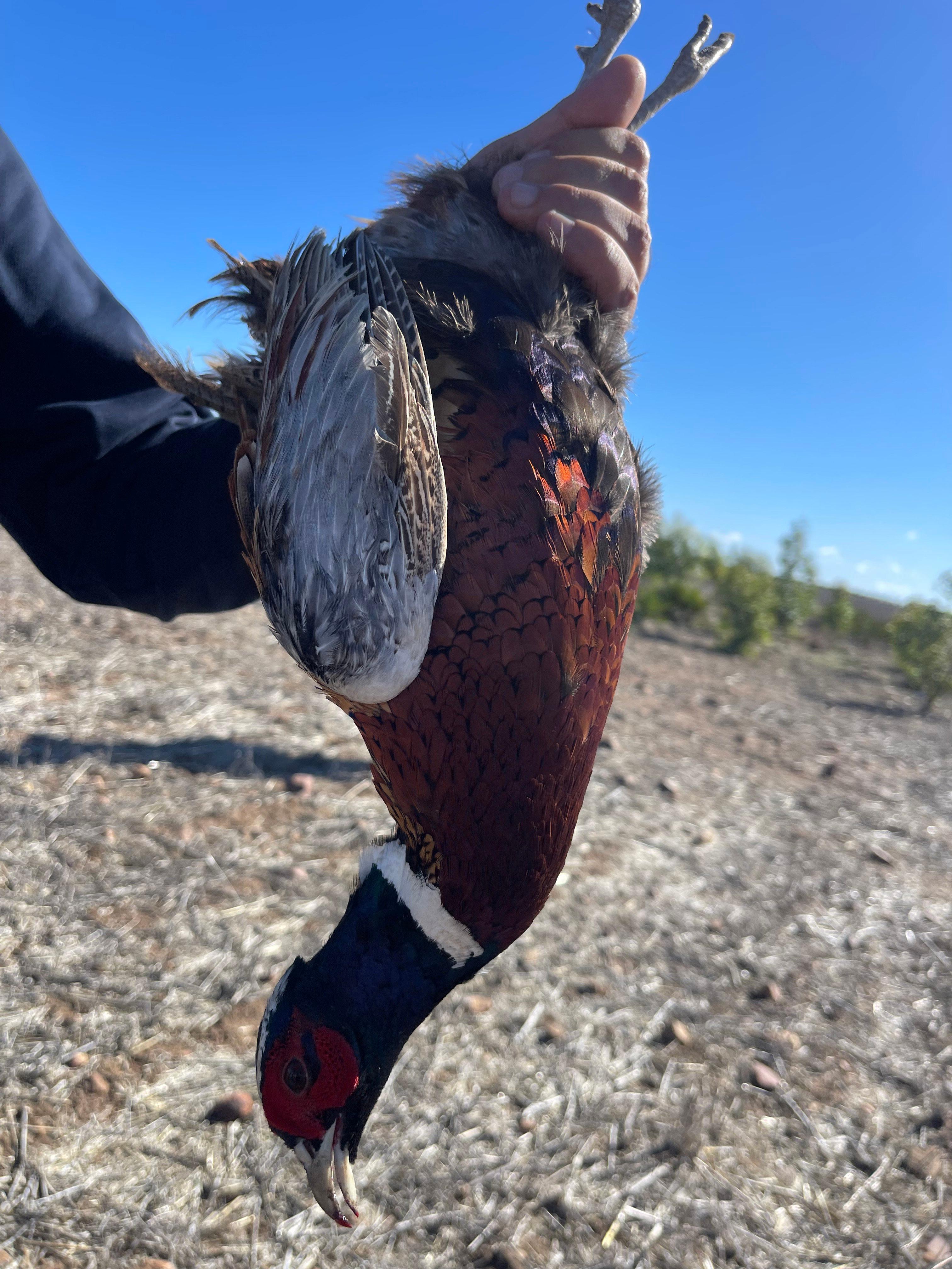 Pheasant Hunting in Morocco: Best Locations, Seasons & Costs 🦚
