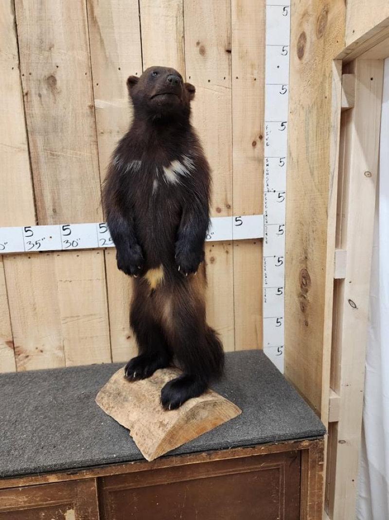 NICE Big Wolverine in today for the Premier Taxidermy  & art sale at the fall auction in Maquoketa Iowa