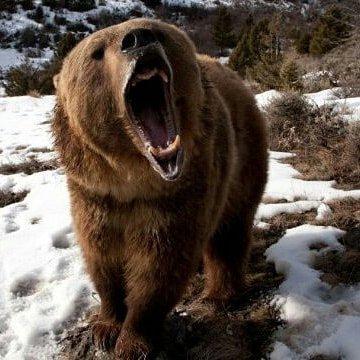 Сегодня встретился в тайге с шатуном.