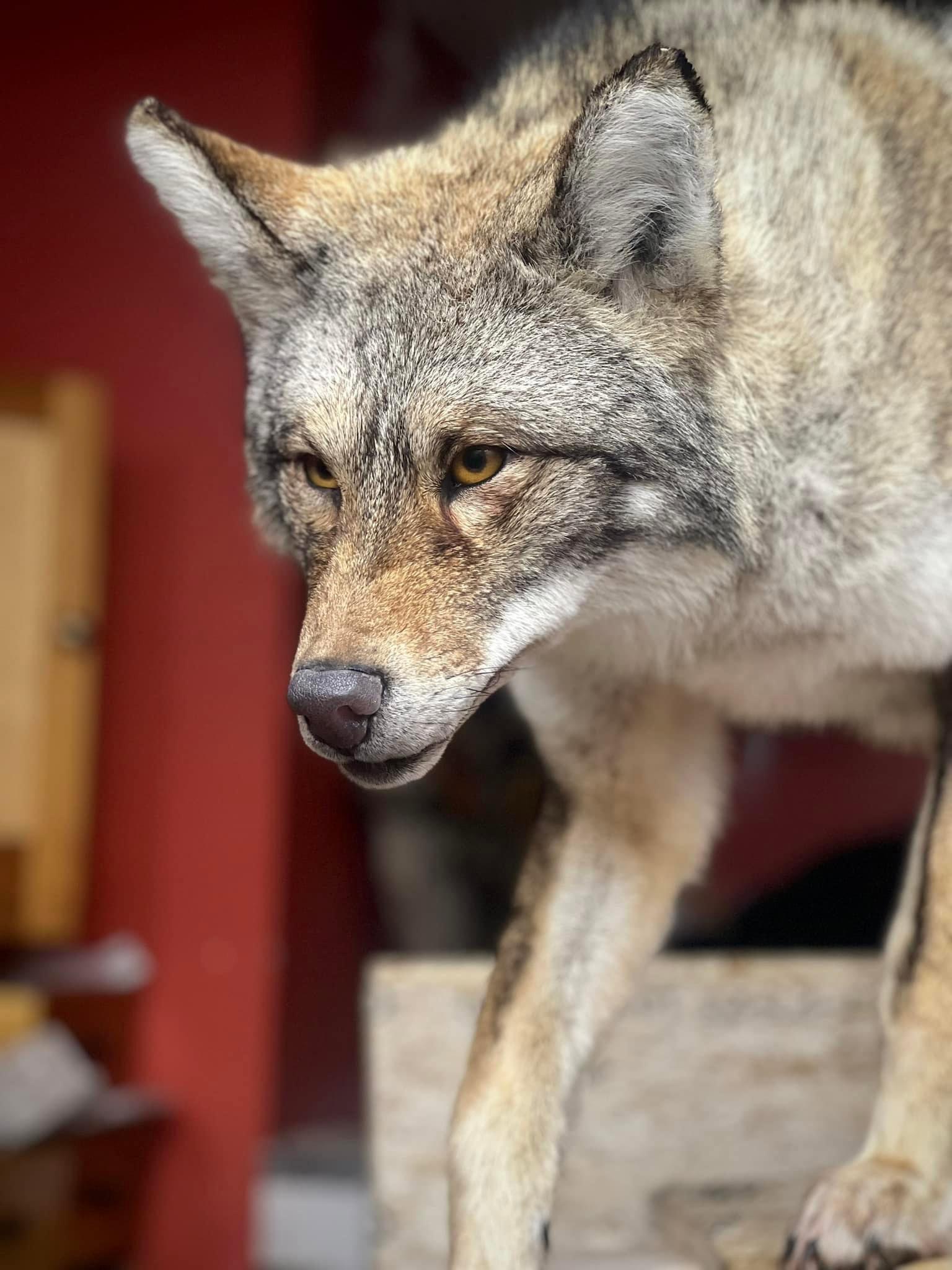 Client shot an over a 50 lb coyote so i wanted to try and sculpt a head for it.