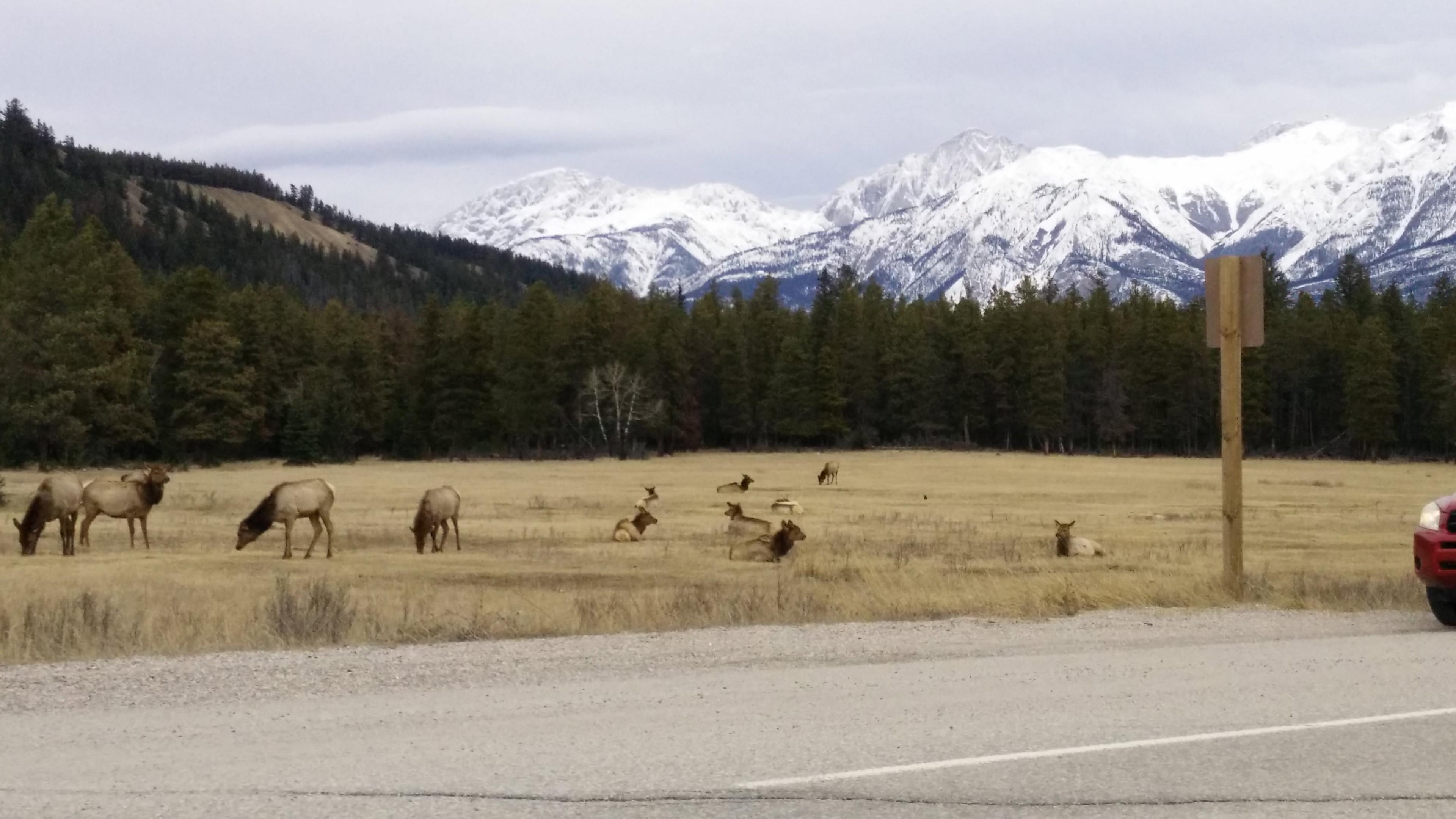 3rd First Nation group wants use of Jasper National Park, saying they were evicted in 1911