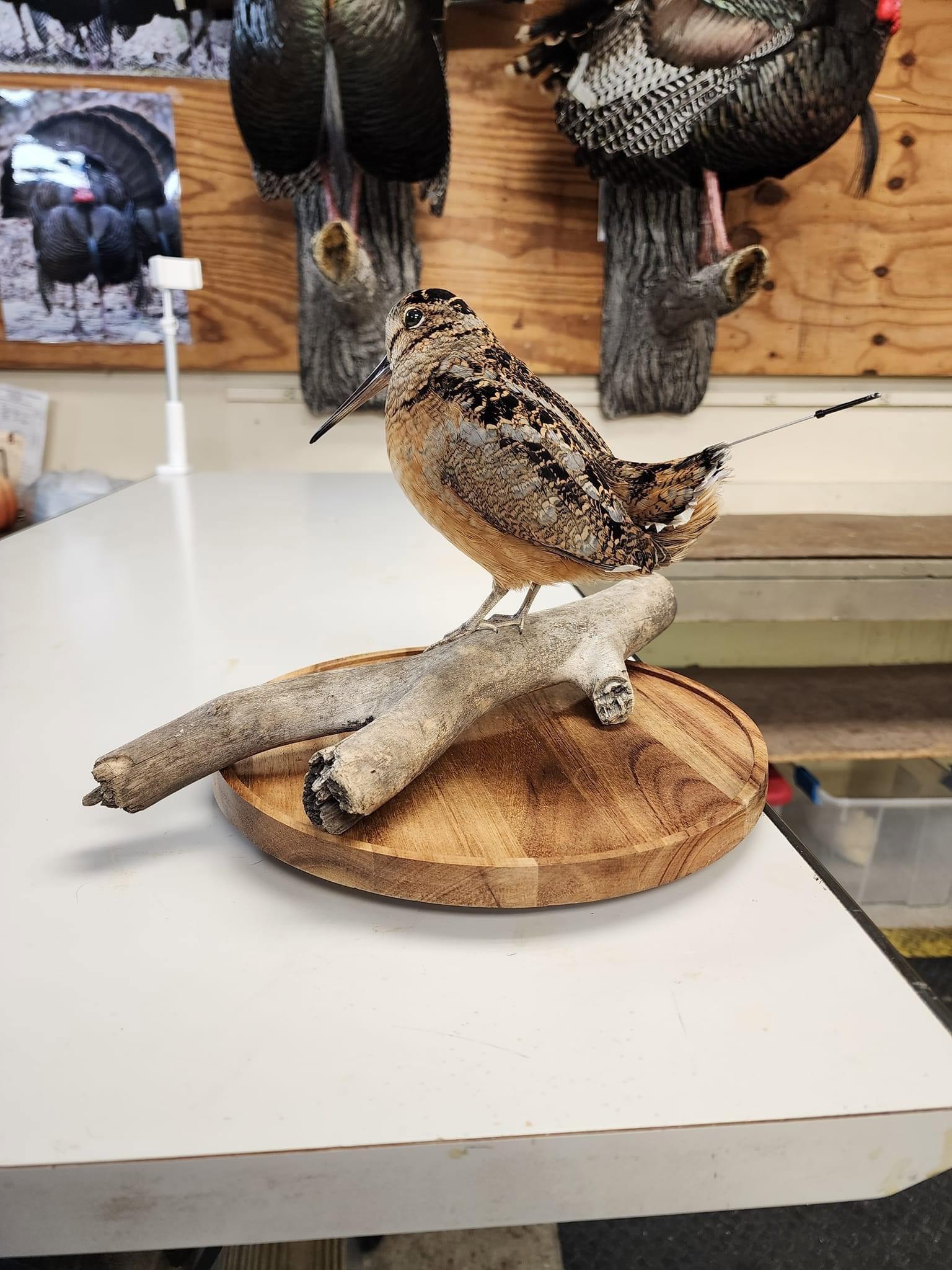 First Woodcock.
