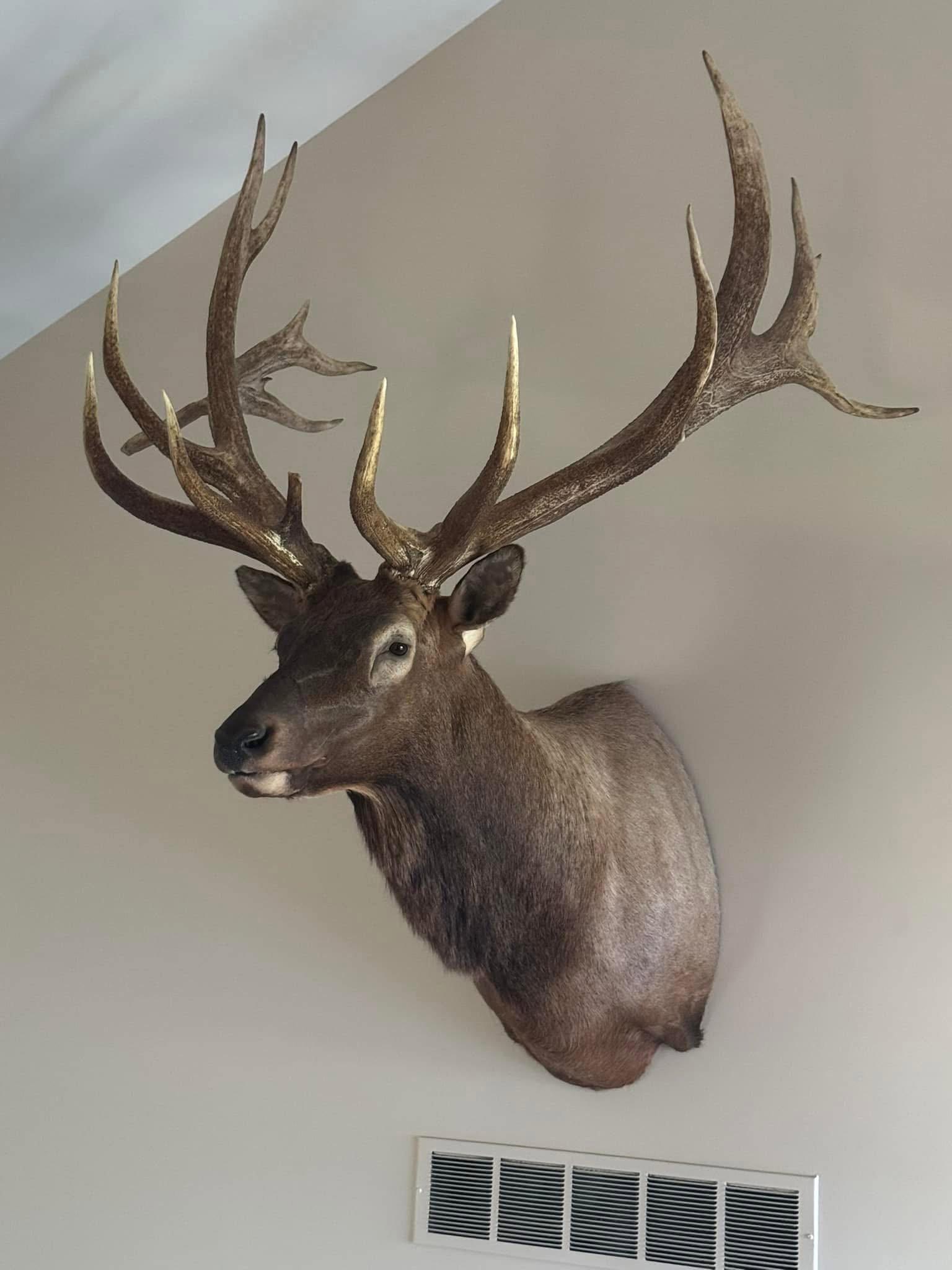 Inherited 2 Beautiful Elk - located in White Lake, Michigan.