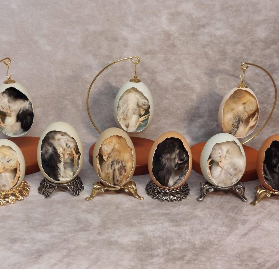 Chickens, egg chicks and other taxidermy birds available!