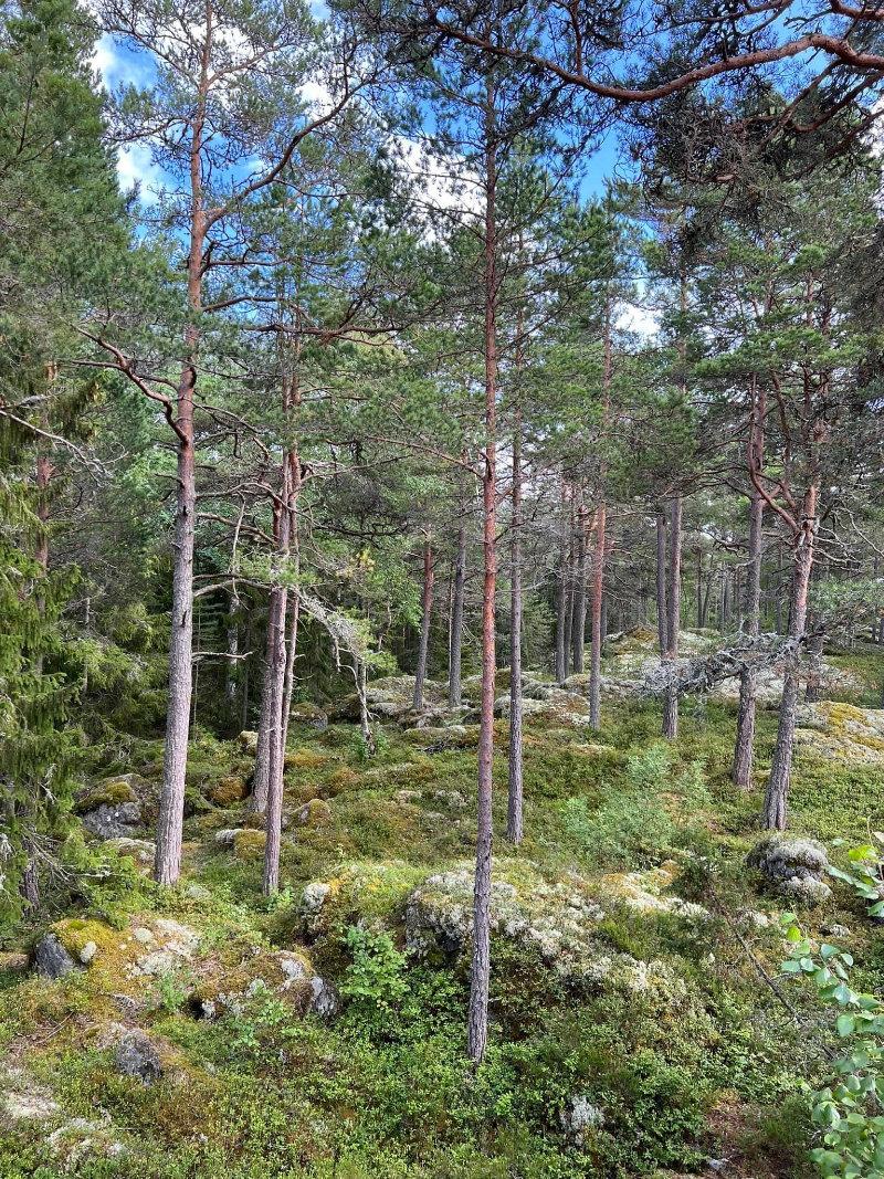 Fairy forest