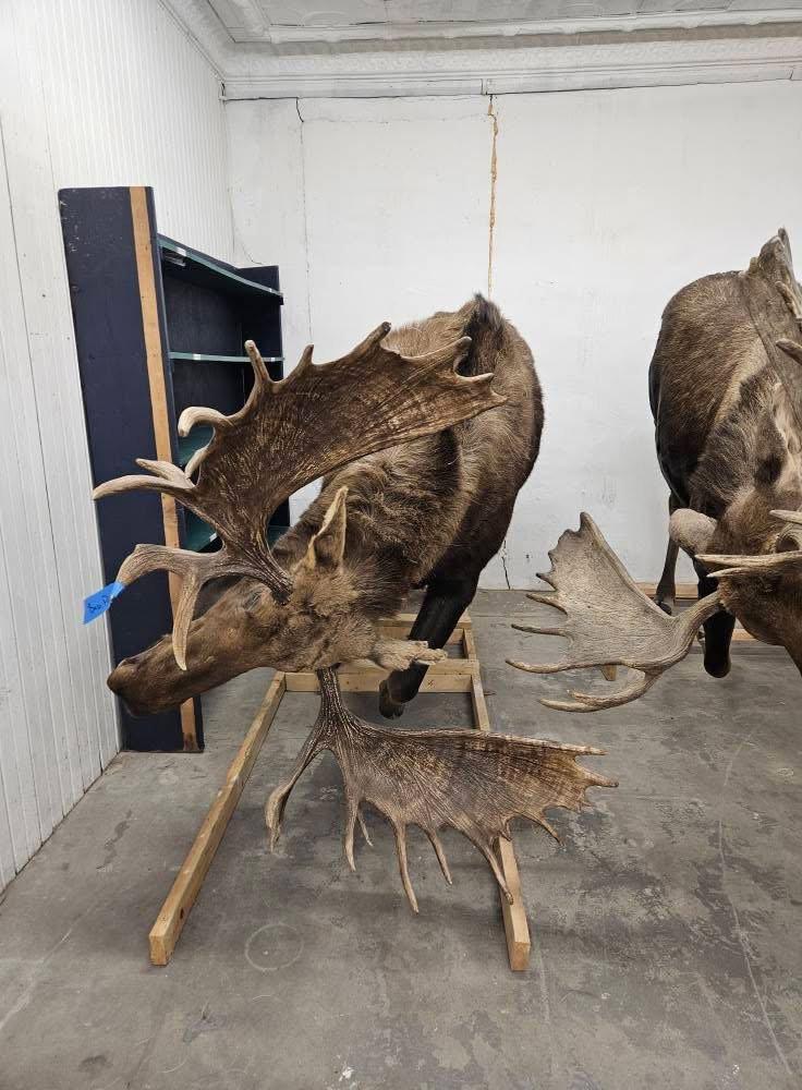 Full moose charging (repro antlers) 3️⃣5️⃣0️⃣0️⃣