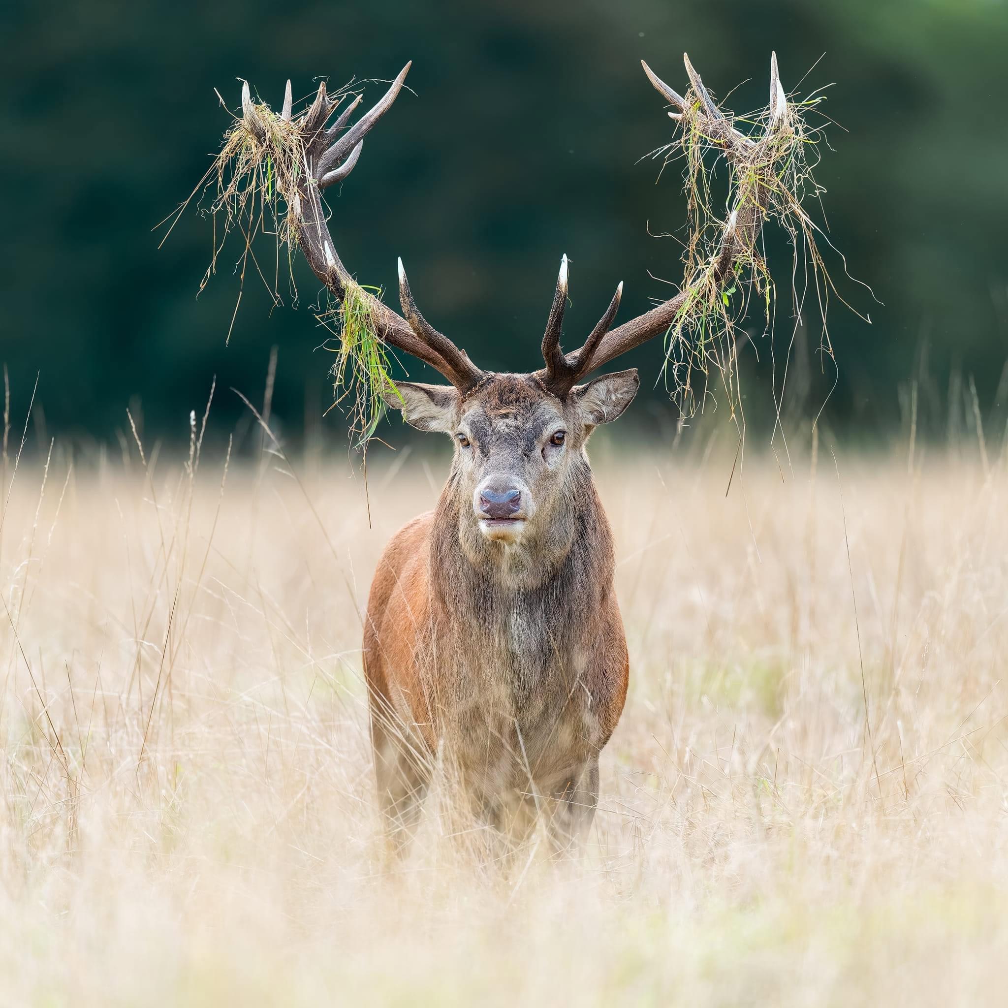 A Brilliant Day Capturing Stags in the Wild