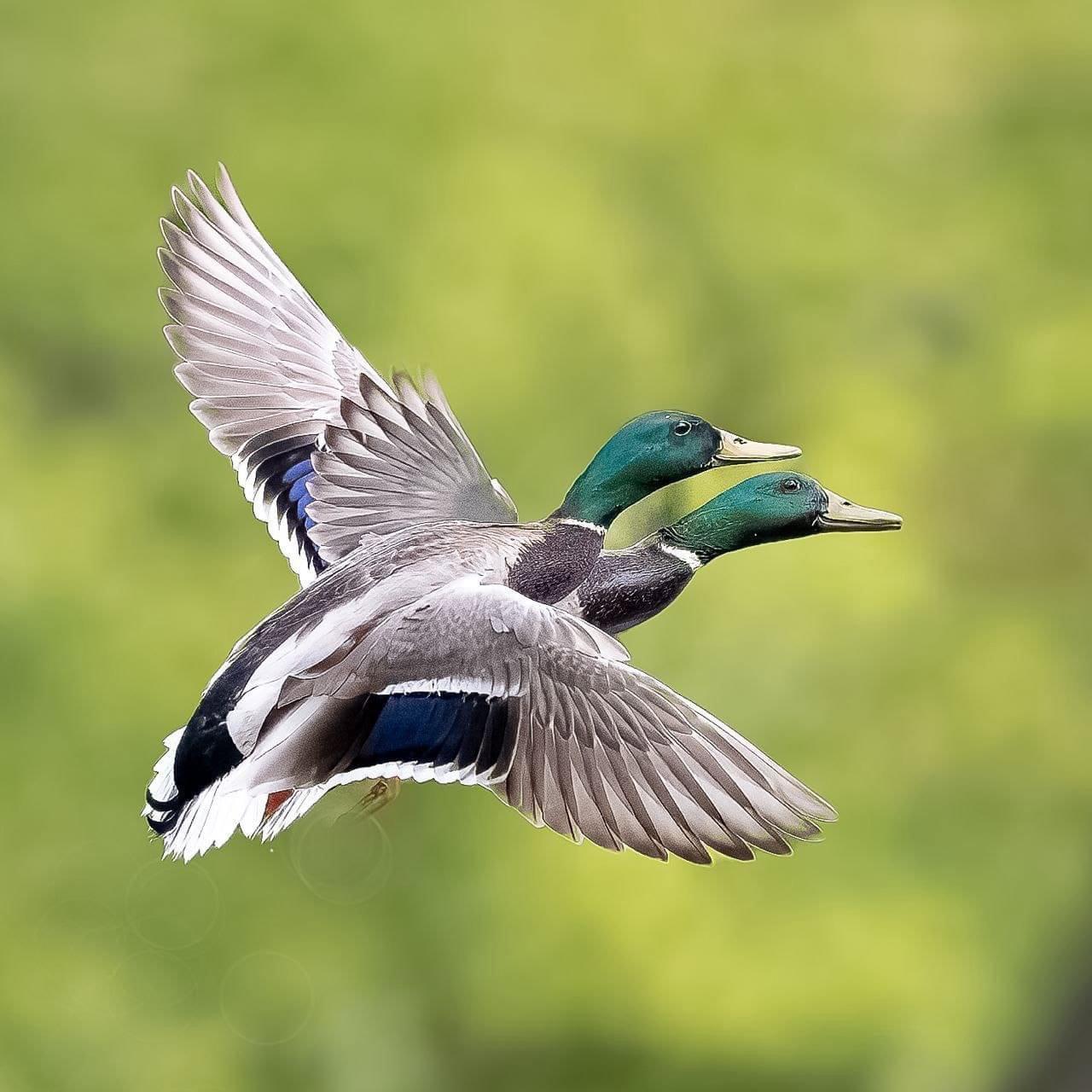 ❓ Не маеш з кім пагаманіць пра птушак, падзяліцца сваімі назіраннямі і фотачкамі?
