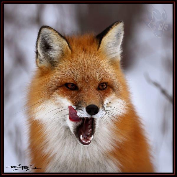 Renard roux - Red Fox