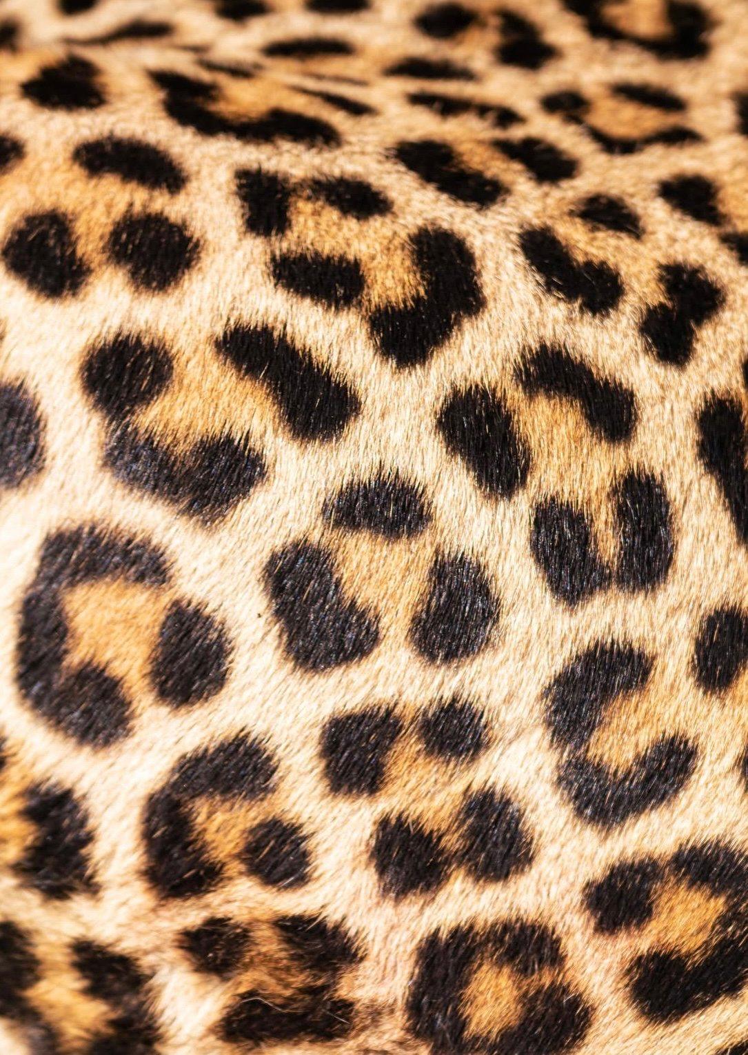 Leopard Hunting in Cameroon: A Hunter's Guide