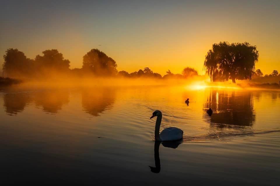 A Wonderful Start to the Day at Bushy Park's Leg of Mutton Pond - 28.09.24