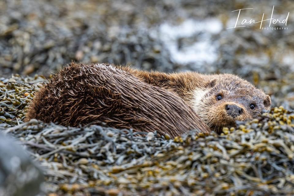 Otter set taken earlier this month on the Isle of Mull, Inner Hebrides, Scotland.