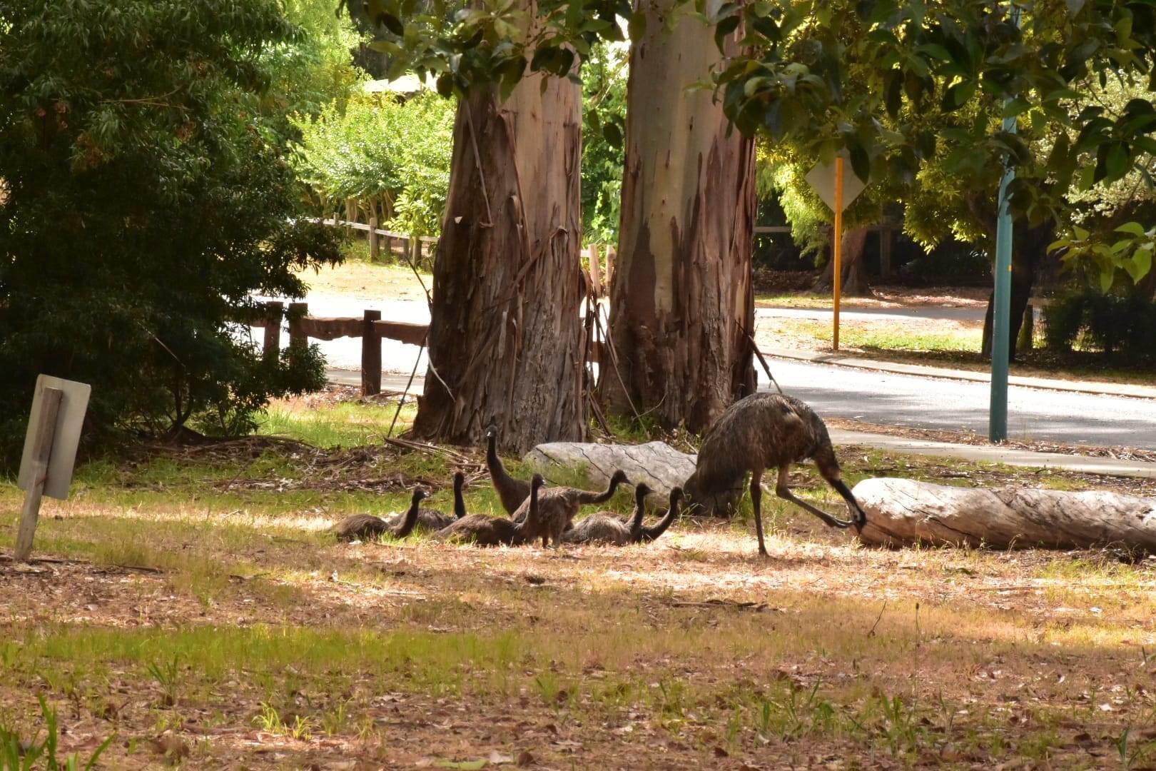 Dad taking his family out for the day a little rest in the park before they headed of back to the bush.