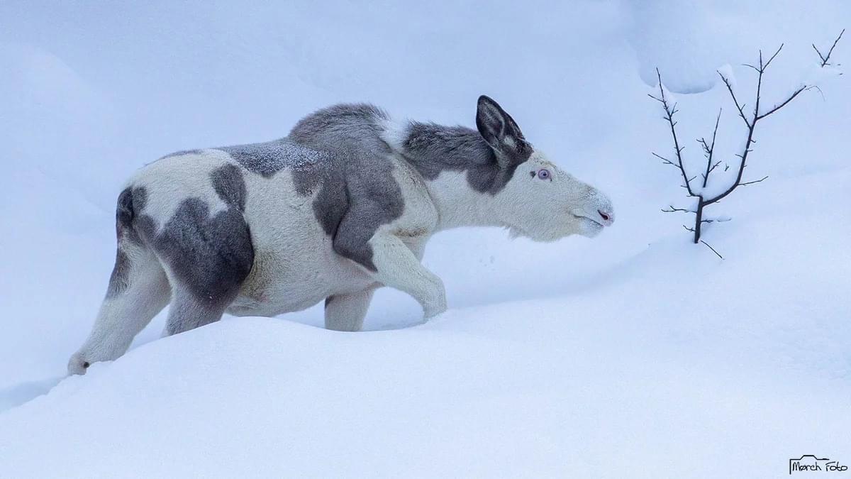 Remembering the rare Piebald Moose that was photographed by Thomas Morch in eastern Norway.