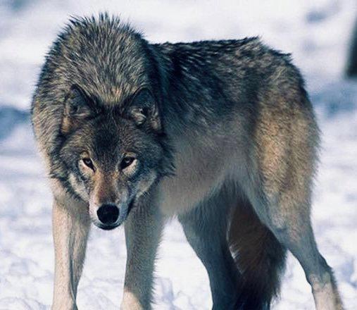 ВОЛК: описание, охота на волка, методы, сроки, трофей — как, где и когда охотиться на серого хищника.