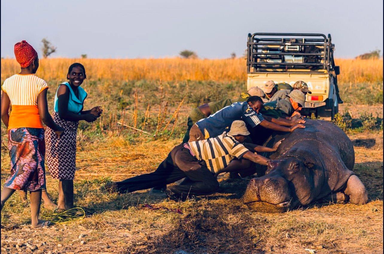 Hippo Hunting in Uganda: season, methods, costs.