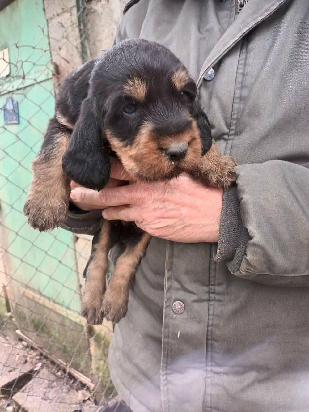 Chiots griffon nivernais