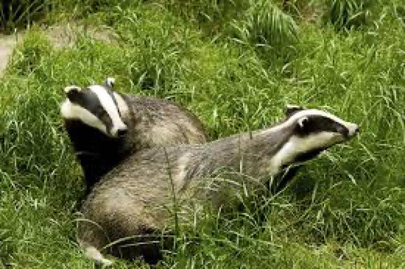 Badgers in the wild