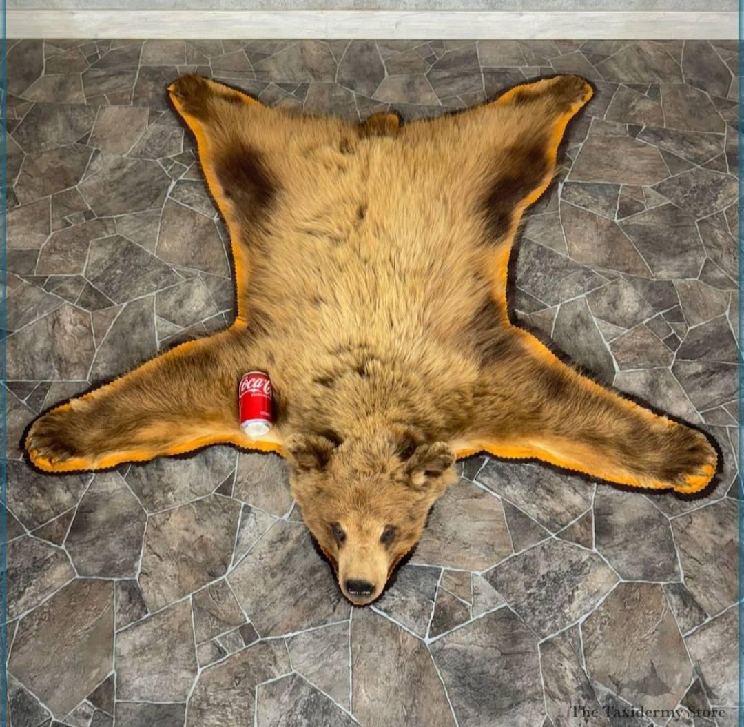 BROWN BEAR FULL-SIZE TAXIDERMY RUG FOR SALE