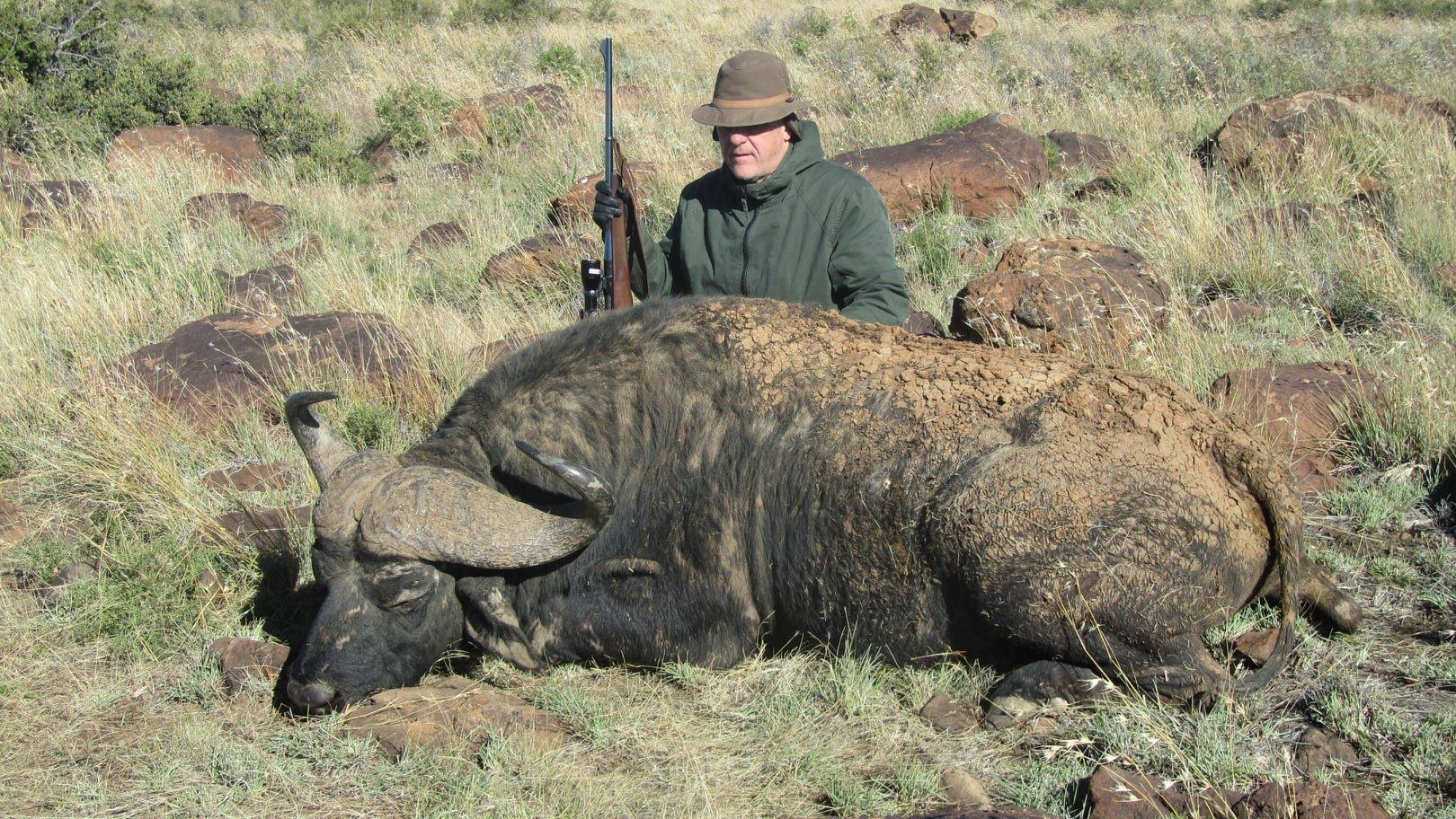 Hunting for buffalo (Syncerus caffer) with Pannonvad  in the Karoo , South Africa