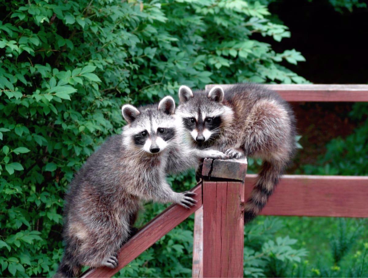 The name “raccoon” comes to us from the Indian word “Arakun”, which translates as “scratching with his own hands.”