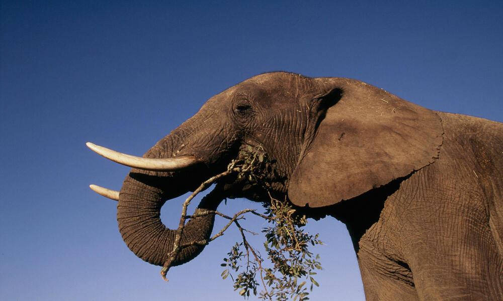Huge Zimbabwe Elephant Killed Legally, Says Wildlife Authority