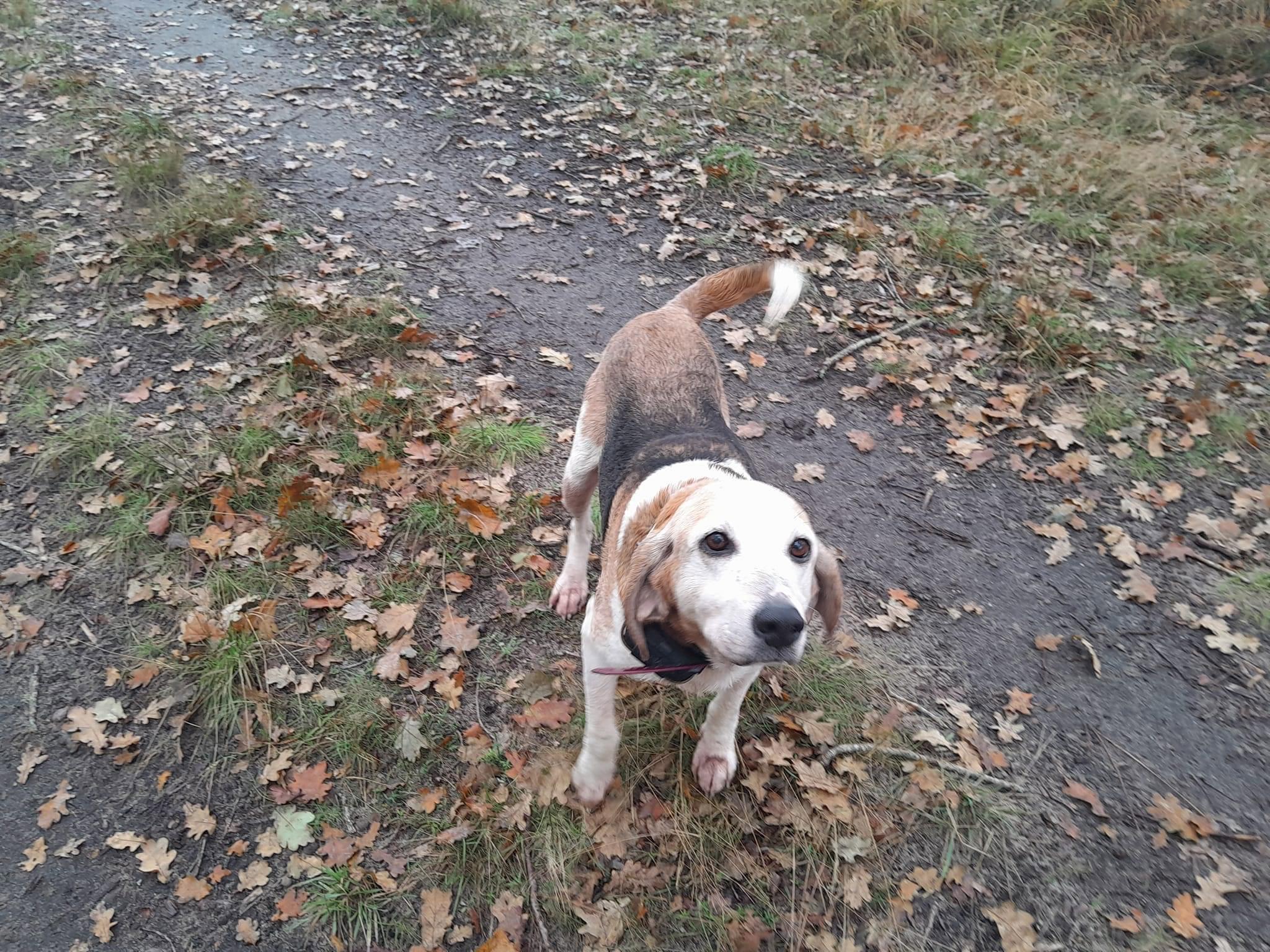 Bonjour ces 2 petites pepettes croisé beagle anglo cherchent une derniere famille pour encore quelques belles chasse et des caressent et calins leurs maitre es décédé elles sont encore en forme et capable de chassé elles lance et méne sans probléme surtout au chevreuil mais peuvent convenir pour chasser le tout venant.sociable elles s entendent avec tous le monde.