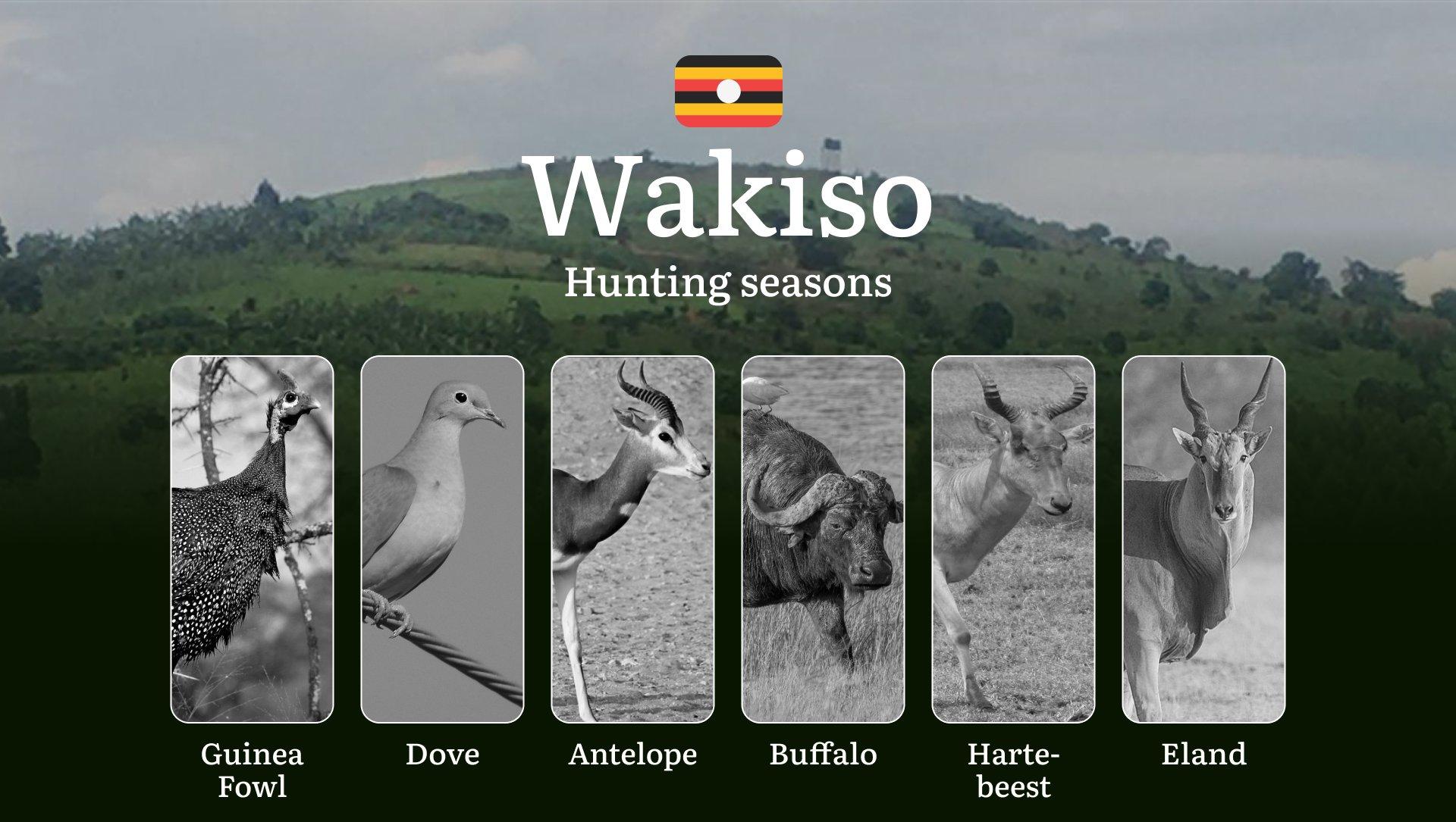 Wakiso: Hunting Activity Periods, Protected Species and Seasonal Restrictions, Obtaining a License, Penalties That Affect Your Hunt, Expert Advice, Timing, Equipment