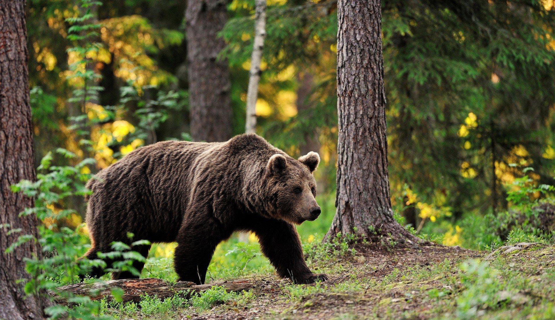 Bear hunting is the act of hunting bears.