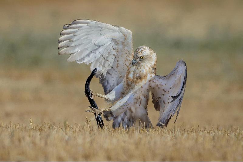 'Fight!' Image by Doron Hoffman.