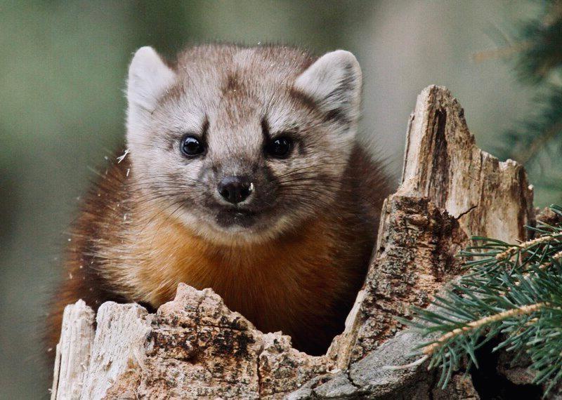 ЛЕСНАЯ КУНИЦА: описание, охота на куницу лесную, повадки, методы добычи, мех и трофей зверька