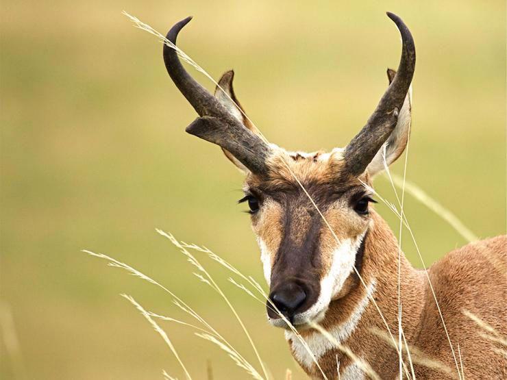 Hunting Pronghorn Antelope on the Prairie