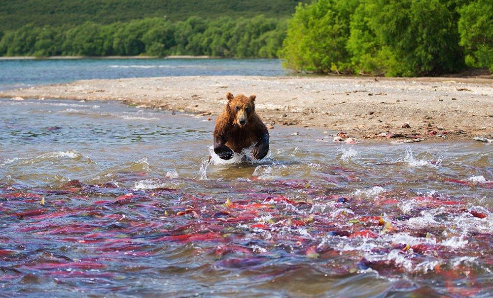 クマはサーモンを狩ります