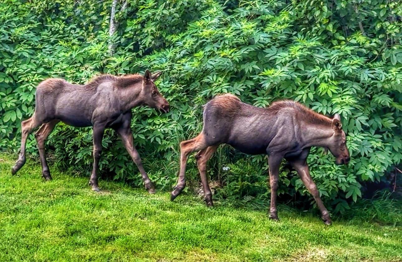 What I saw and photographed recently based out of Homer, Alaska.