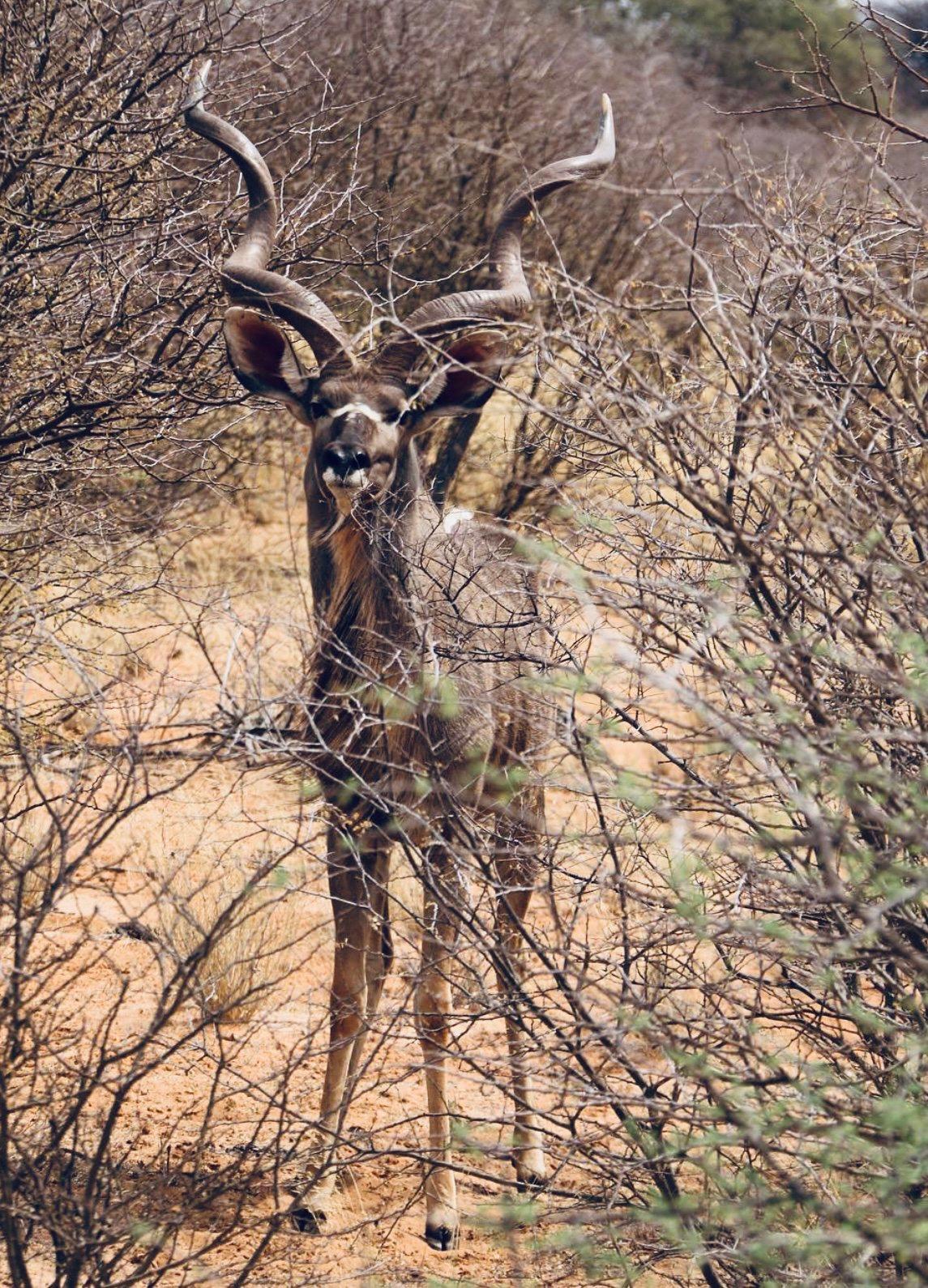 Driven Hunts in South Africa: A Hunter's Guide