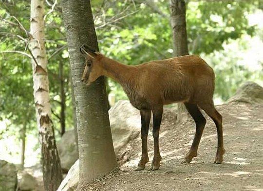 The Pyrenean Chamois is a mountain game that lives in the Pyrenees, in the south-west of France.
