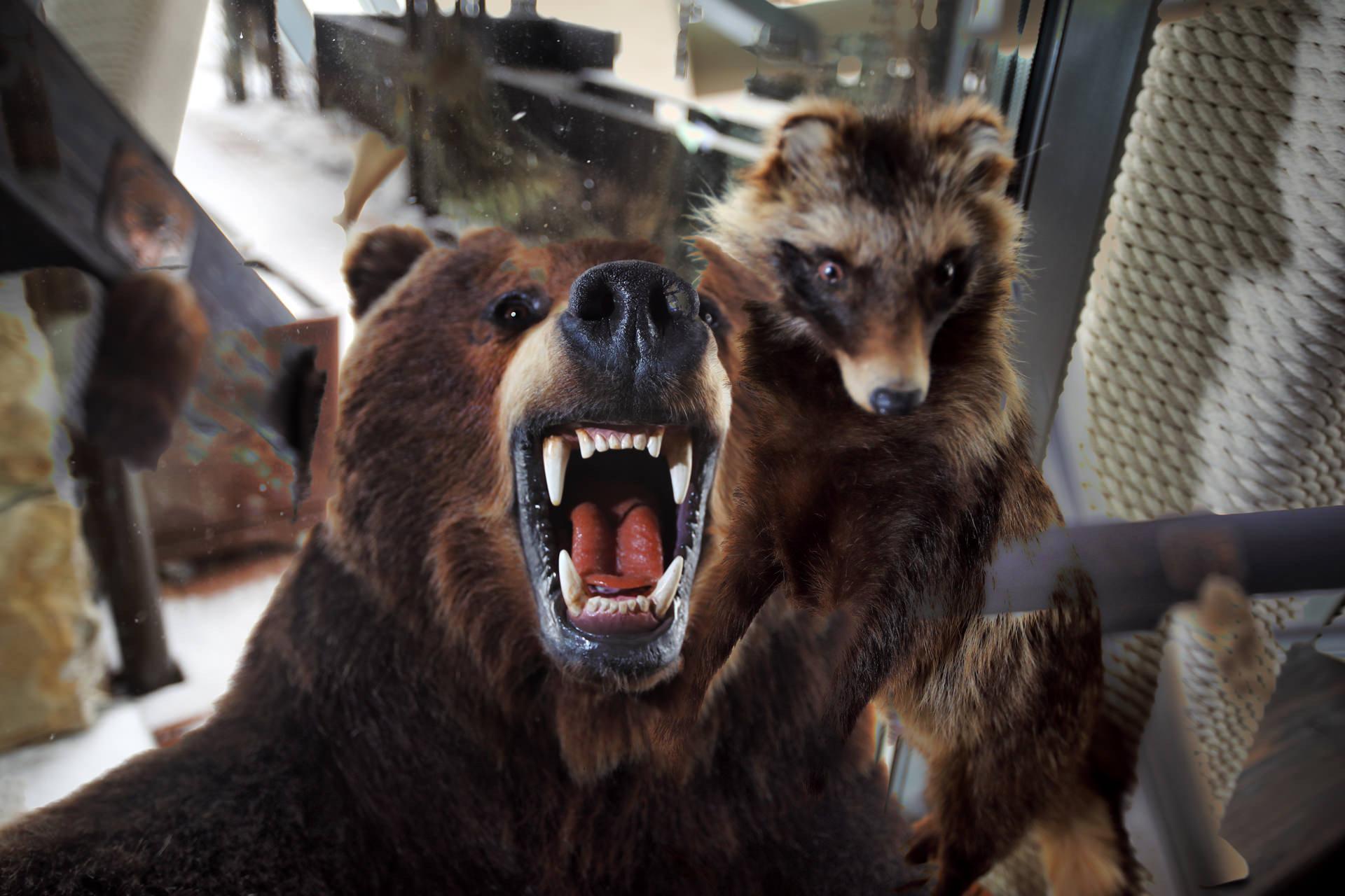Stylish Home Interiors Featuring Hunting Trophies: Bears, Foxes, Deer, and Iconic African Wildlife