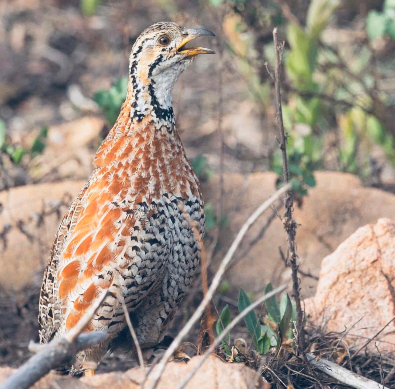 Bird Hunting in Zambia: A Complete Guide for Hunters (Species, Seasons, Tactics & Tours)