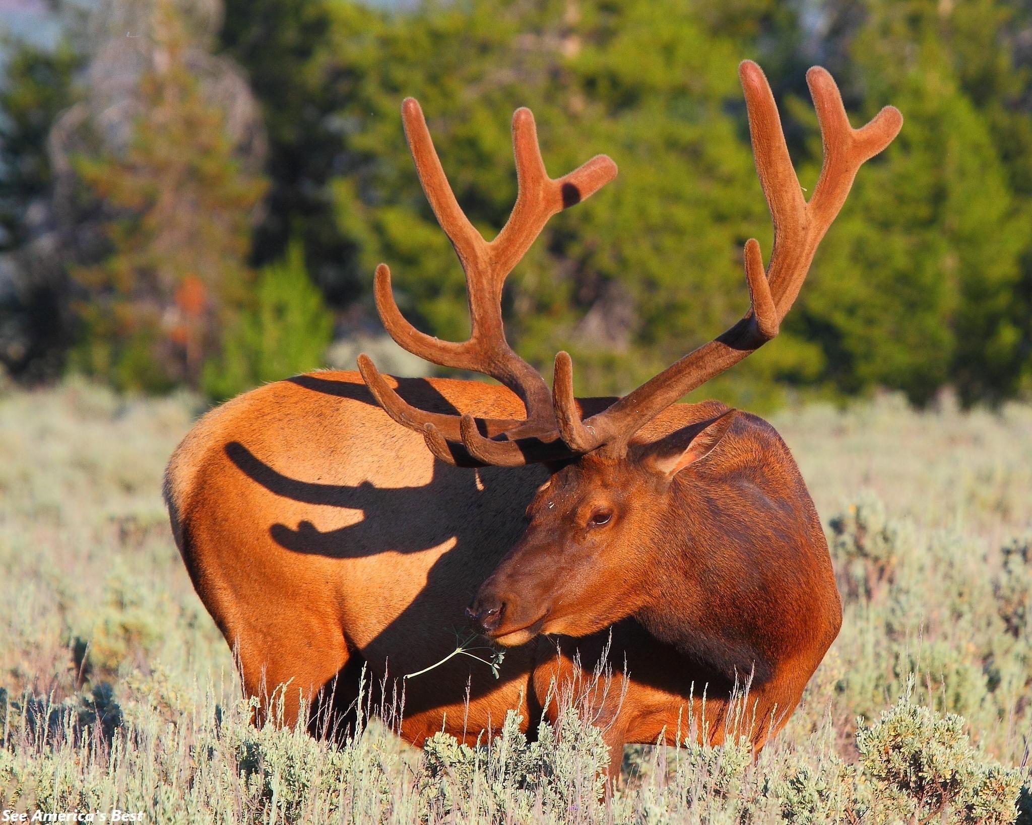 In addition to Yellowstone, the neighboring Grand Teton National Park is also worth spending your time!