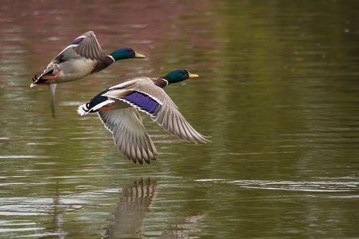 RSPB calls for emergency shooting ban during bird flu outbreak