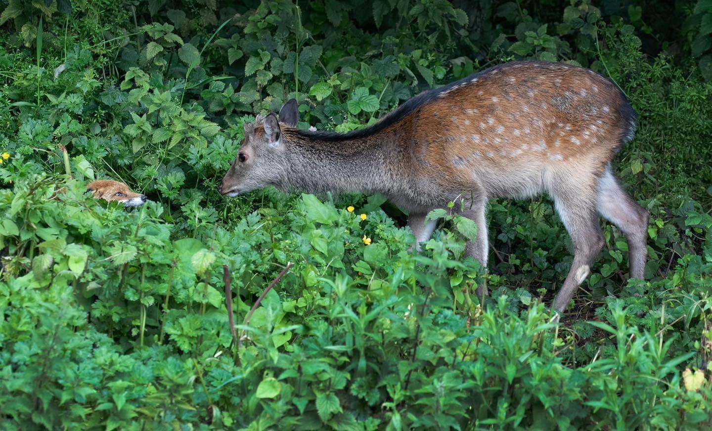 The fox and the deer.