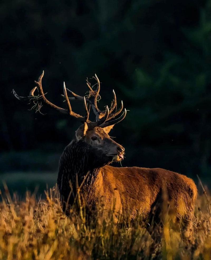 A majestic and cheeky native Irish Red stag during a previous rut