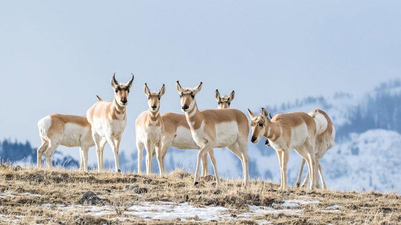 Wyoming seeks comments on antelope migration corridor